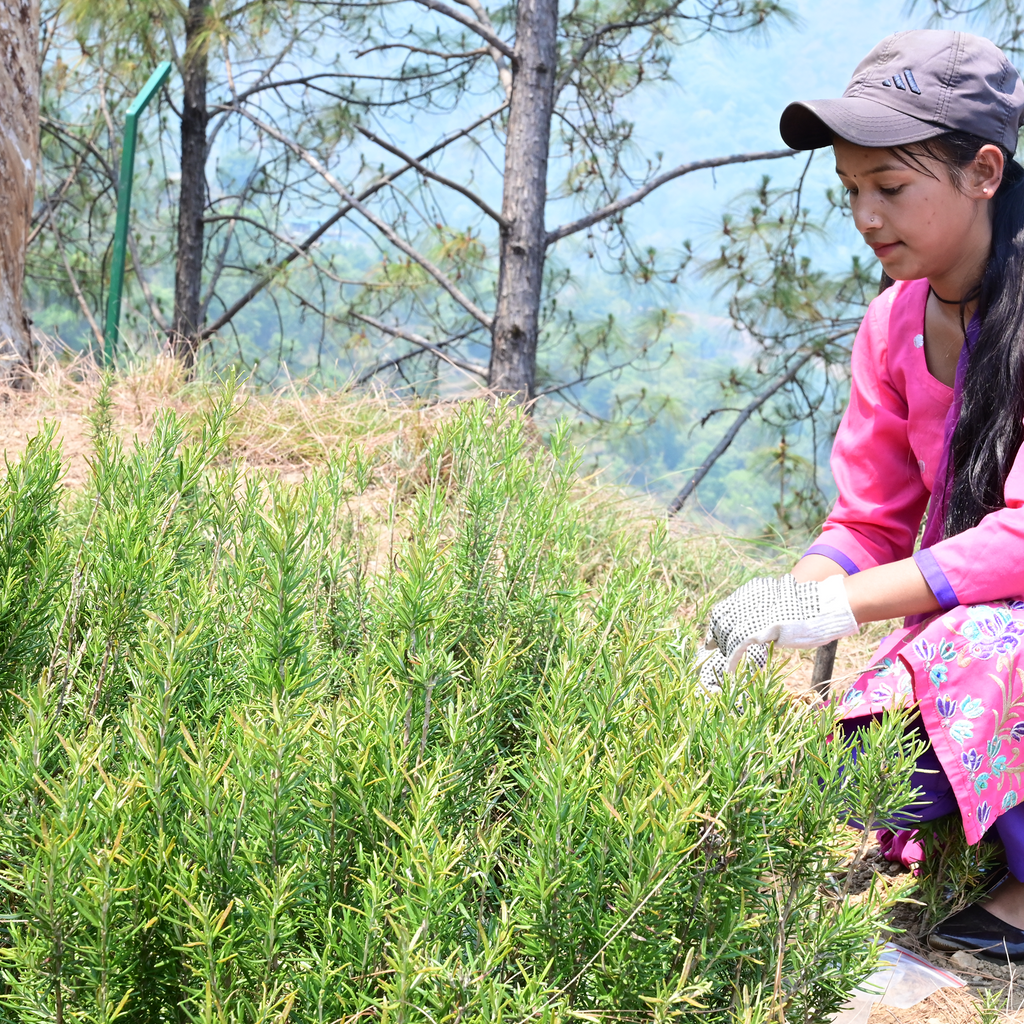 Pahadi Rosemary Range