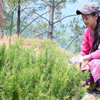 Pahadi Rosemary Range
