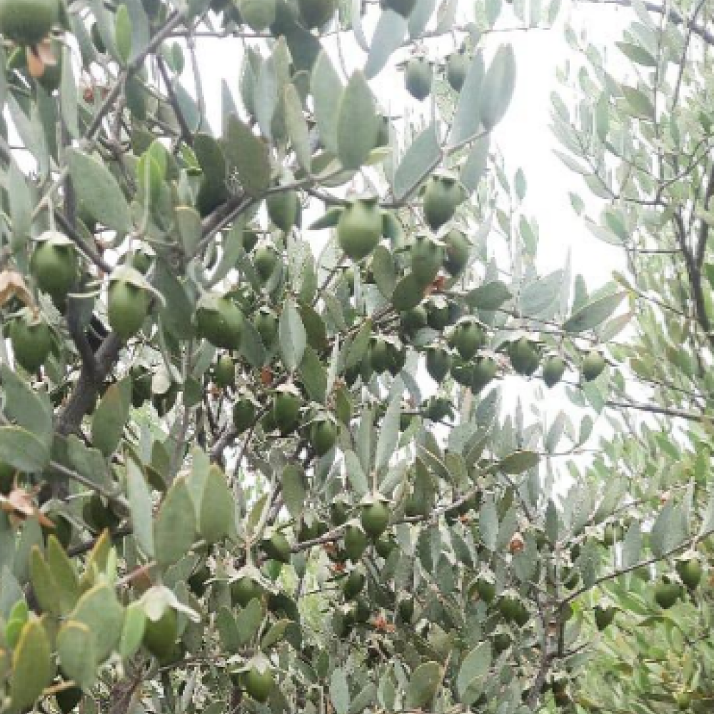 Pure Jojoba Oil for Skin & Hair from Rajasthan I 30 ml