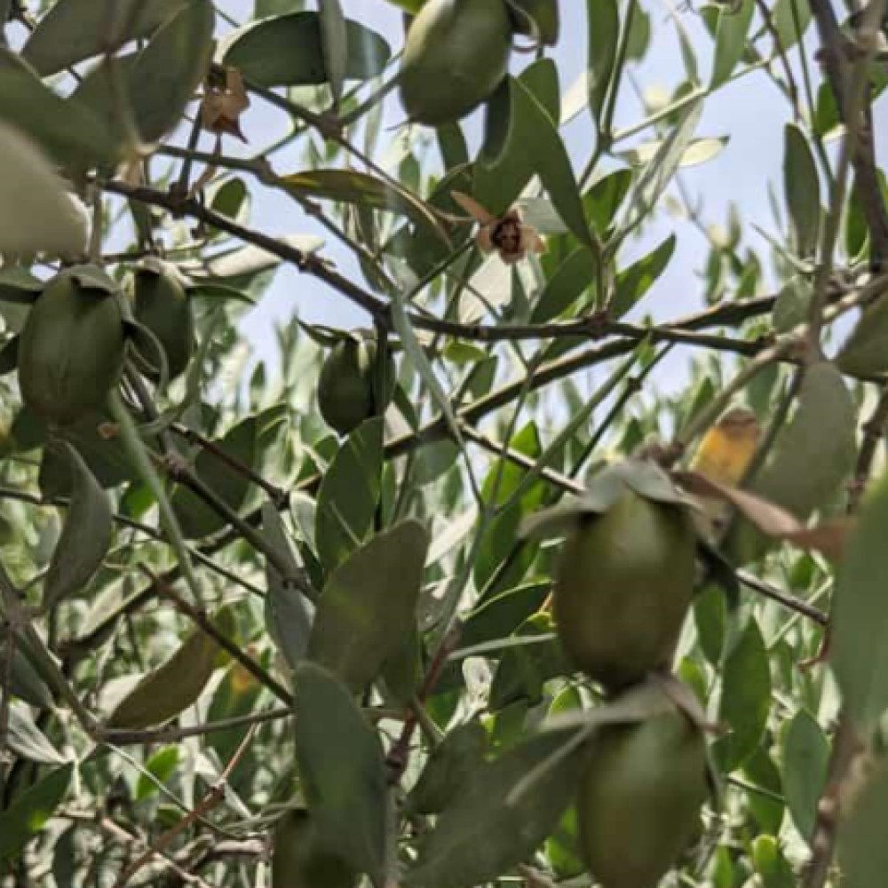 Pure Jojoba Oil for Skin & Hair from Rajasthan I 30 ml