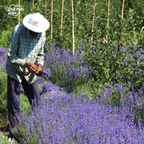 Kashmiri Lavender Buds | 50 gms