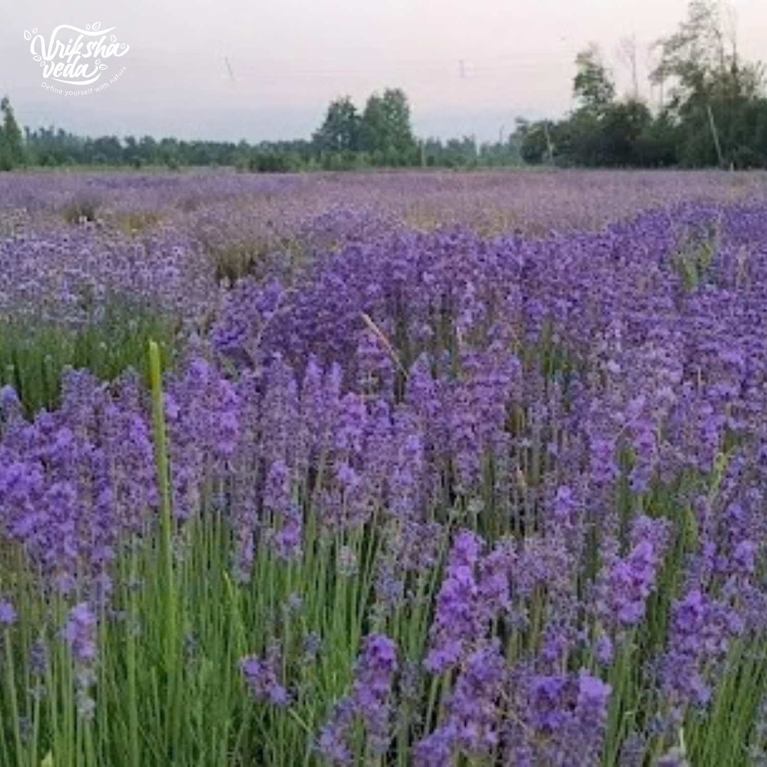 Kashmiri Lavender Buds | 50 gms