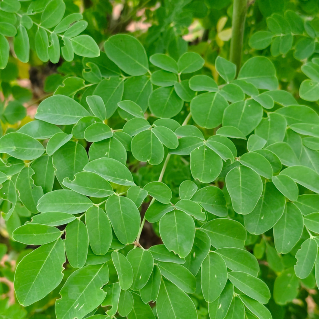 Pure Moringa Seed Oil from Tamil Nadu I Moringa Oil for Skin & Hair I 100 ml