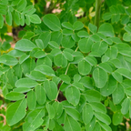 Pure Moringa Seed Oil from Tamil Nadu I Moringa Oil for Skin & Hair I 100 ml