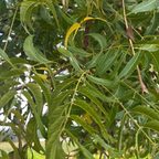Neem Powder | 100g | Neem Powder (Azadirachta Indica)