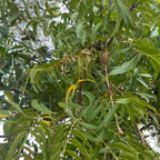 Neem Powder | 100g | Neem Powder (Azadirachta Indica)