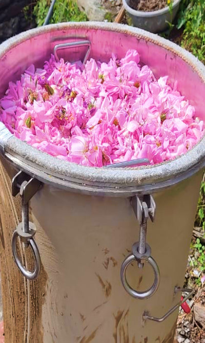 Shade dried flowers in tray