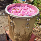 Pure Rose Water Hydrosol (100 ml) from Uttarakhand