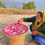 Pure Rose Water Hydrosol (100 ml) from Uttarakhand