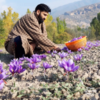 100% Pure Kashmiri Saffron | 1 gm